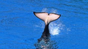 Whale