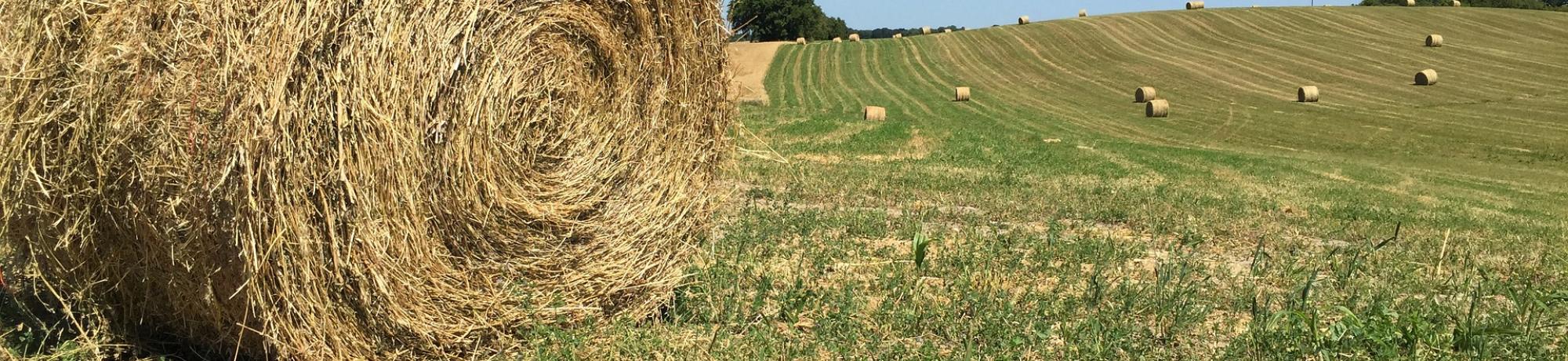 Roll of Hay