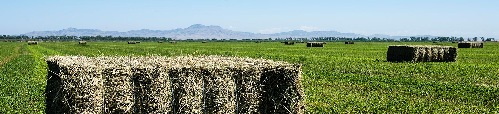 Alfalfa Hay