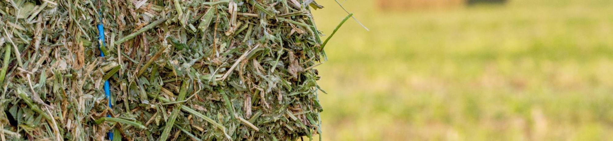 Alfalfa Bale